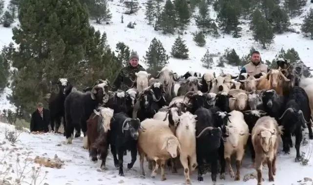 Konya'da yaylada yoğun kardan mahsur kalan besiciler yol açılarak kurtarıldı