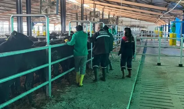Erzincan'da Şap Aşılama Kampanyası 7 Aralık'a uzatıldı