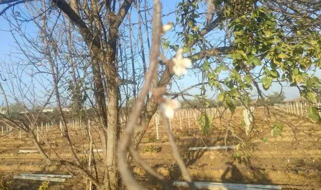 Manisa'da erik ağacı çiçek açtı