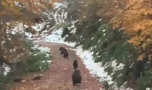 Yalova'da boz ayı ve 3 yavrusu kameralara takıldı