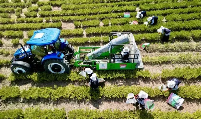 TABİP'te 2024 üretim sezonu tamamlandı