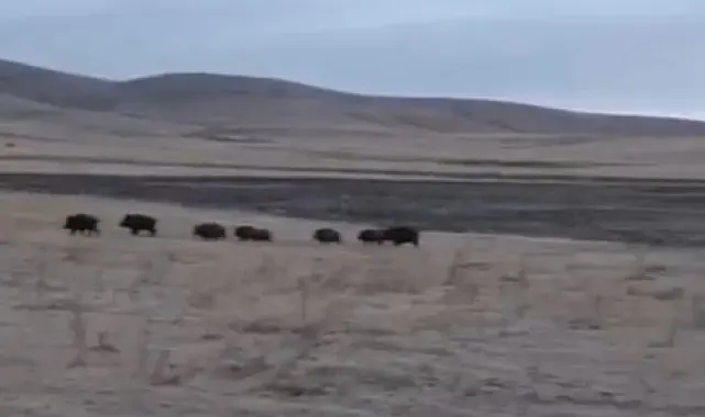 Kars'ta domuz sürüsü görüntülendi