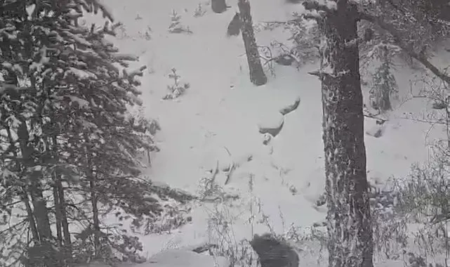 Bolu'da kış uykusuna yatmayan ayılar kameraya yansıdı