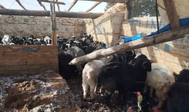 Fırtına Mersin'de hayvan barınağına zarar verdi