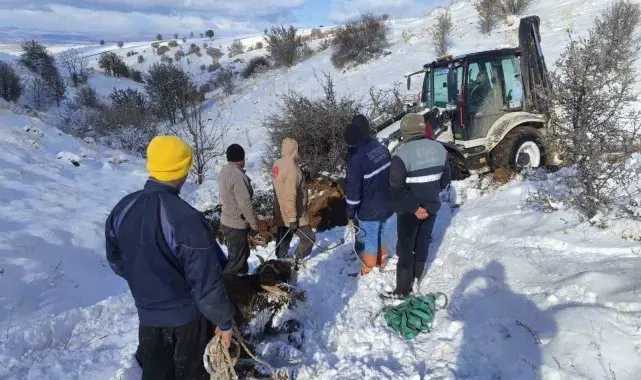 Dağda mahsur kalan hayvanlar kurtarıldı
