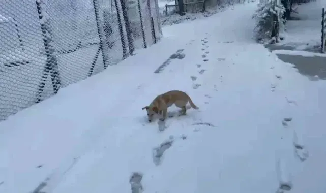 Zonguldak'ın yüksek kesimlerinde kar yağışı