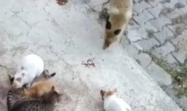 Tunceli'de bir tilki, kedilerin mamalarına ortak oluyor