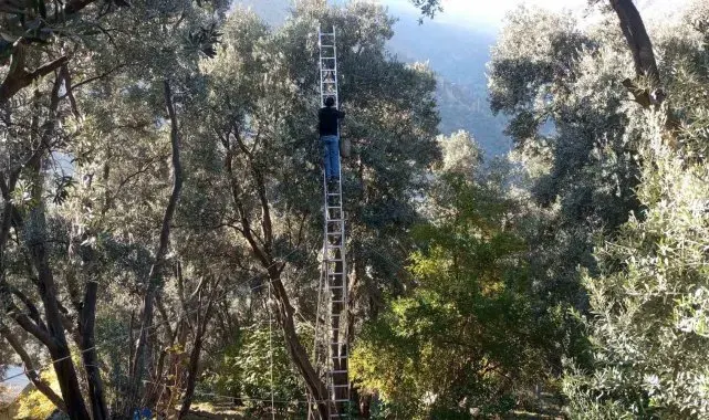 Artvin'de lezzet ödüllü Butko Zeytini'nin hasadı sürüyor