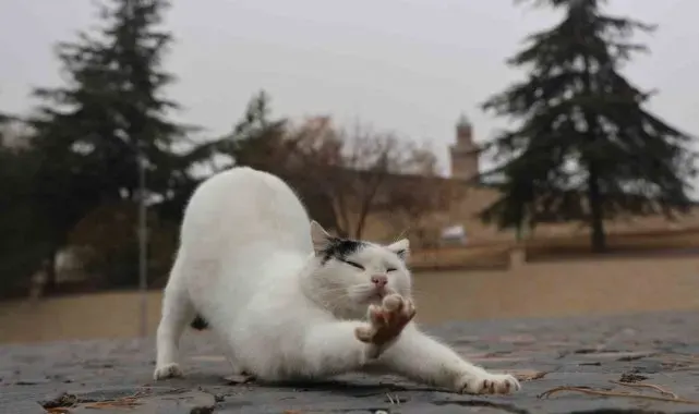 Harput'ta kedilerin sevimli halleri objektiflere yansıdı