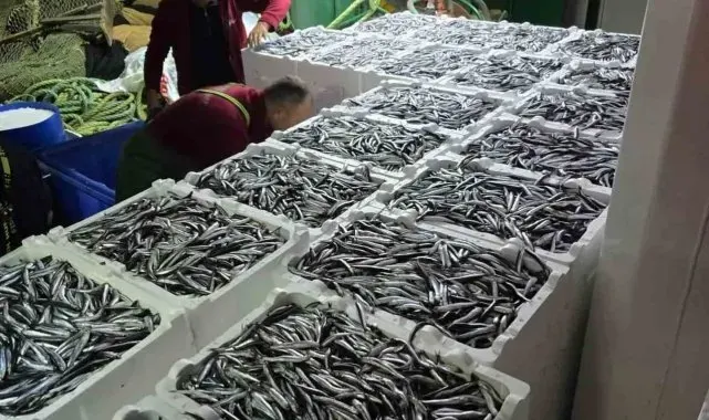Kastamonu'da hamsi bereketi sürüyor