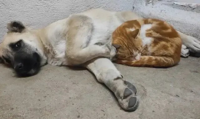 Tunceli'de kedi ve köpeklerin sevimliği dostluğu
