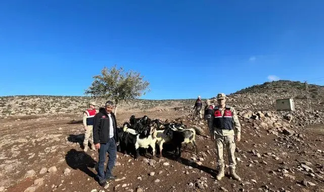 Kaybolan 28 adet küçükbaşı jandarma buldu