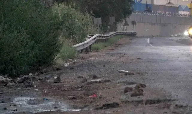 İstilacı farelerle mücadele için çalışma başlatıldı