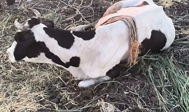 Reyhanlı'da bataklığa düşen büyükbaş hayvan kurtarıldı