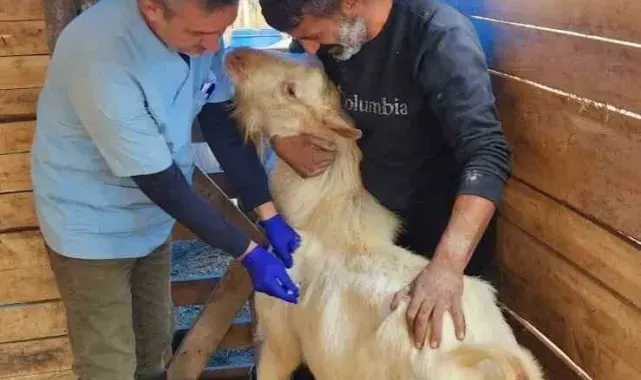 Söke'de küçükbaş hayvanlara veba aşısı yapıldı