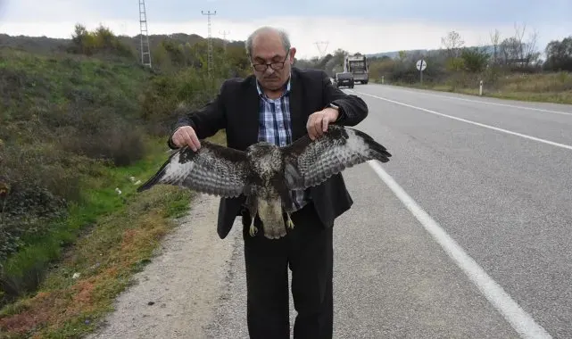 Sinop'ta otomobile çarpan atmaca telef oldu