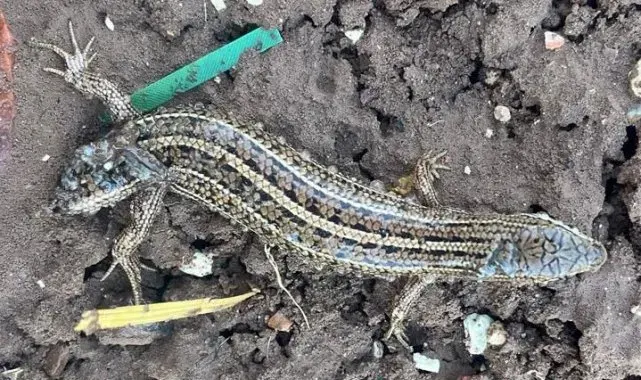 Adıyaman'da çift başlı kertenkele