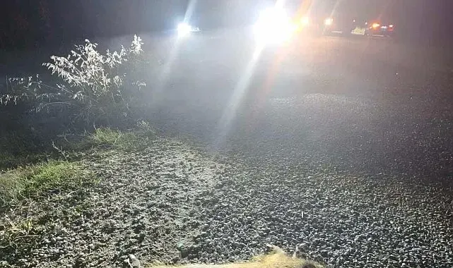 Bilecik'te otomobilin çarptığı domuzlar telef oldu