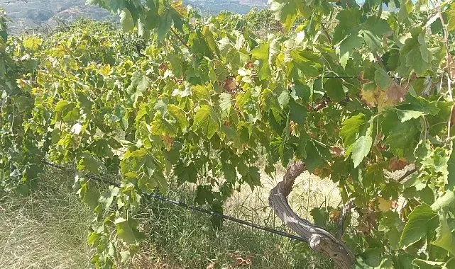 Buldan'da 2 ton üzüm hırsızlığının şüphelileri yakalandı