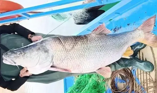 Elazığ'da balıkçının ağına 46 kiloluk turna balığı takıldı