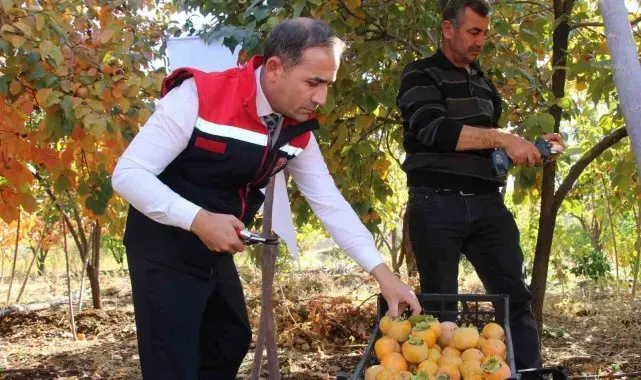 Denemek için bahçesine cennet hurması ekti, geçimini bununla sağlamaya başladı