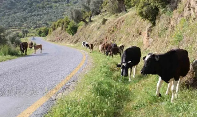 Doğal ortamda beslenen hayvanların et ve sütünün daha sağlıklı olduğu belirtildi