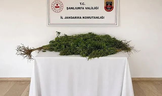 Eyyübiye'de 8 kök kenevir bitkisi ele geçirildi