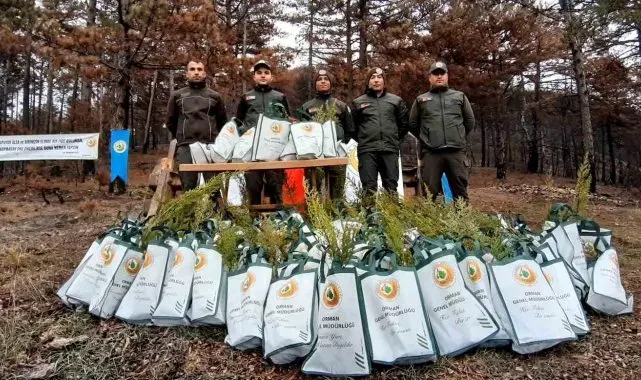 Bolu'da 30 bin fidanla yangınların yaraları sarılıyor
