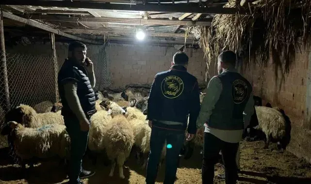 Batman'da çalınan 54 koyun sahiplerine teslim edildi, 2 şüpheli tutuklandı