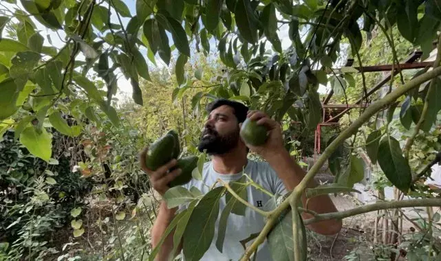 Deprem bölgesinde bereketli hasat: Avokado tarlada tanesi 20 TL'den alıcı buluyor