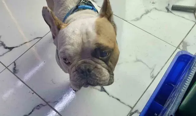 Köpeği defalarca direğe vurarak yaralayan şahıs gözaltına alındı