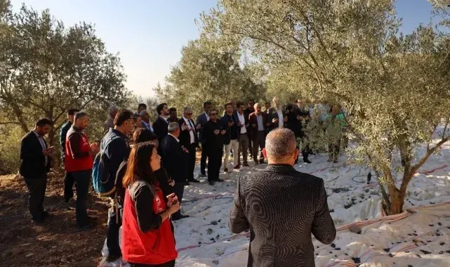 Kavaklıdere'de zeytin hasat sezonu Hillerima Antik Kenti'nde dualarla başladı