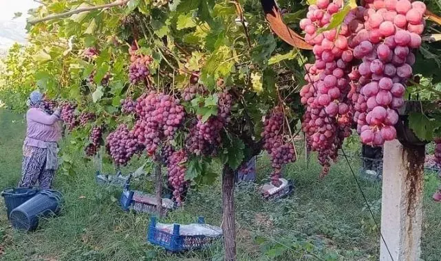Üzüm diyarı Sarıgöl'de Red Globbe üzümde hasat devam ediyor