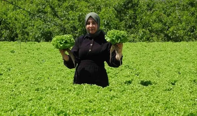 Erzincan'da marul hasadı başladı