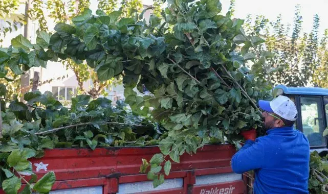 Yunusemre'de budama çalışmalarına başladı