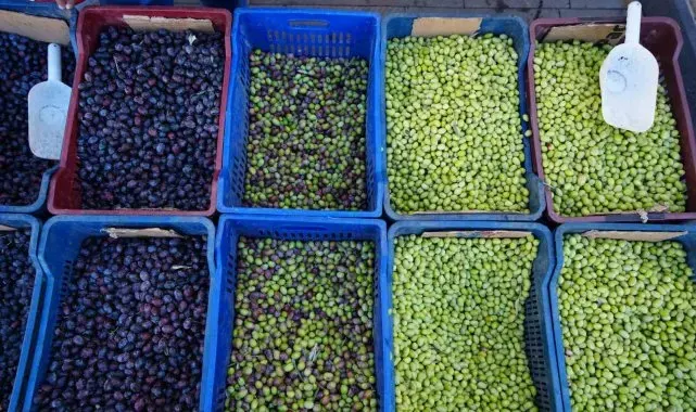 Kilis'te yerli sofralık zeytin tezgahlarda yerini aldı