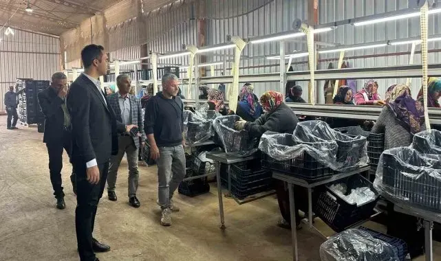 Samsat'ta narlar ihracat için paketlenerek depolanıyor