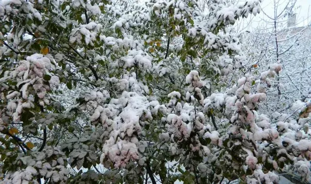 Posof güne kar yağışıyla uyandı