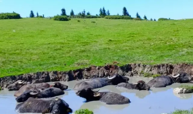 Giresun'a manda yetiştiriciliği kazandırmaya devam ediyor