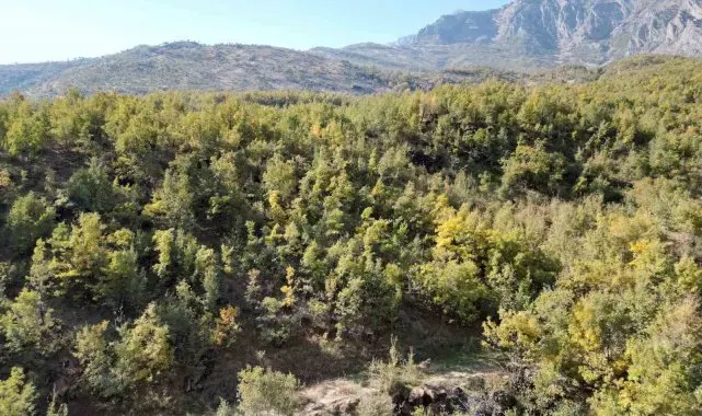Şırnak'ta meşe ağaçları yaprak dökmeye başladı