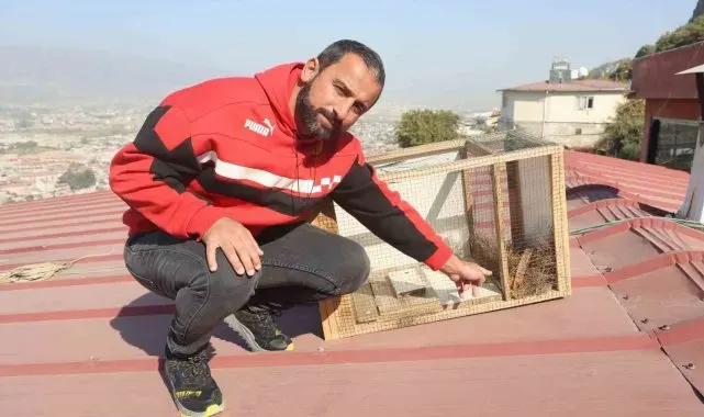 Otuz hayvanını telef eden sansarı, 20 gün süren sabırla yakalasa da bir gece elinde tutamadı