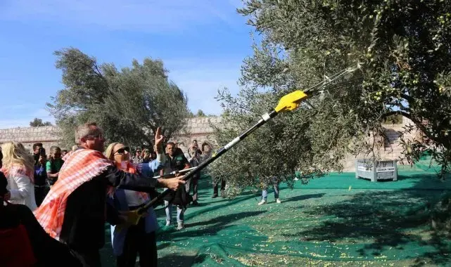 19. Ayvalık Uluslararası Zeytin Hasat Festivali'nde ilk hasat Barbun'un Çiftliği'nde gerçekleşti