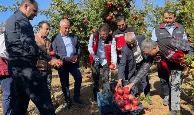 Şanlıurfa'da üretilen Hicaz Narı dünyaya ihraç ediliyor