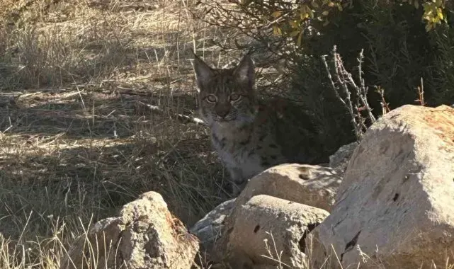 Burdur'da nesli tükenme tehlikesi altında bulunan vaşak görüntülendi