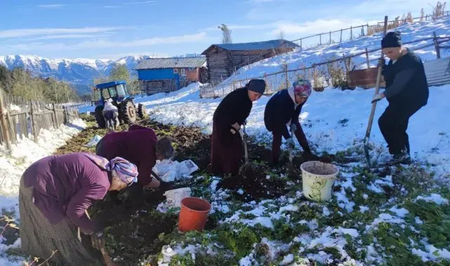 Artvin'e kış erken gelince patates hasadı kar altından yapıldı