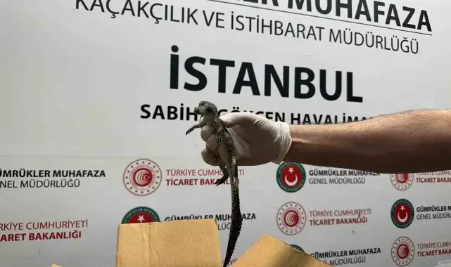 Gümrük Muhafaza ekipleri canlı hayvan kaçakçılığına engel oldu