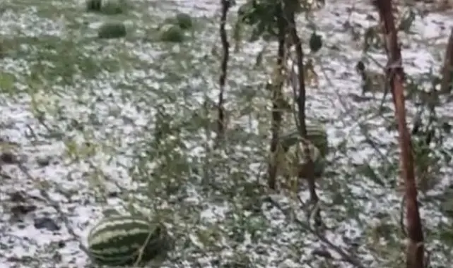 Elazığ'da fırtına ve dolu, tarım arazilerine zarar verdi
