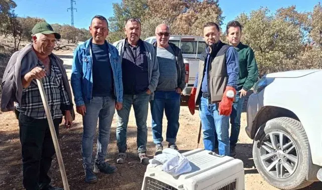 Yaralı halde bulunan hayvanlar koruma altına alındı