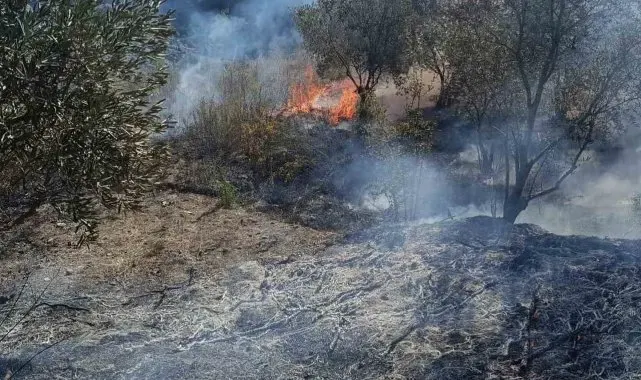 Yayladağı'nda zeytinlik yangını