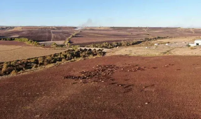 Diyarbakır'a gelen konargöçer aile, 6 ay Kral Yolu'nda hayvanlarına bakacak